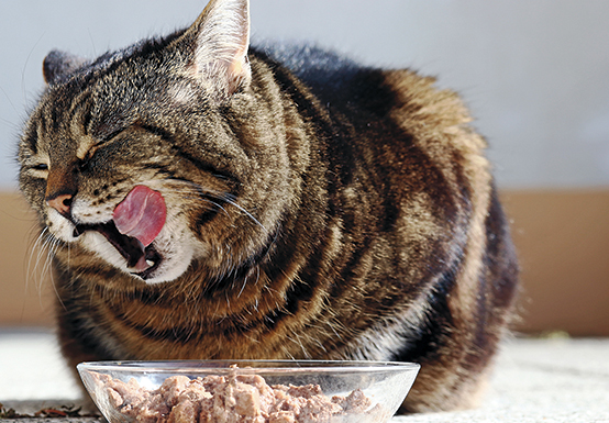 Fat cat eating a bowl of food