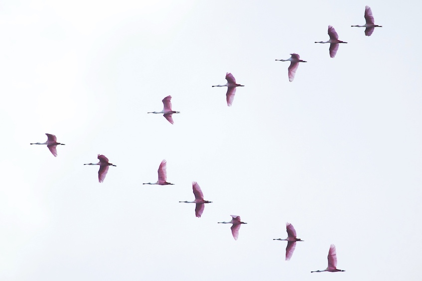 Flock of migrant birds flying in V-formation